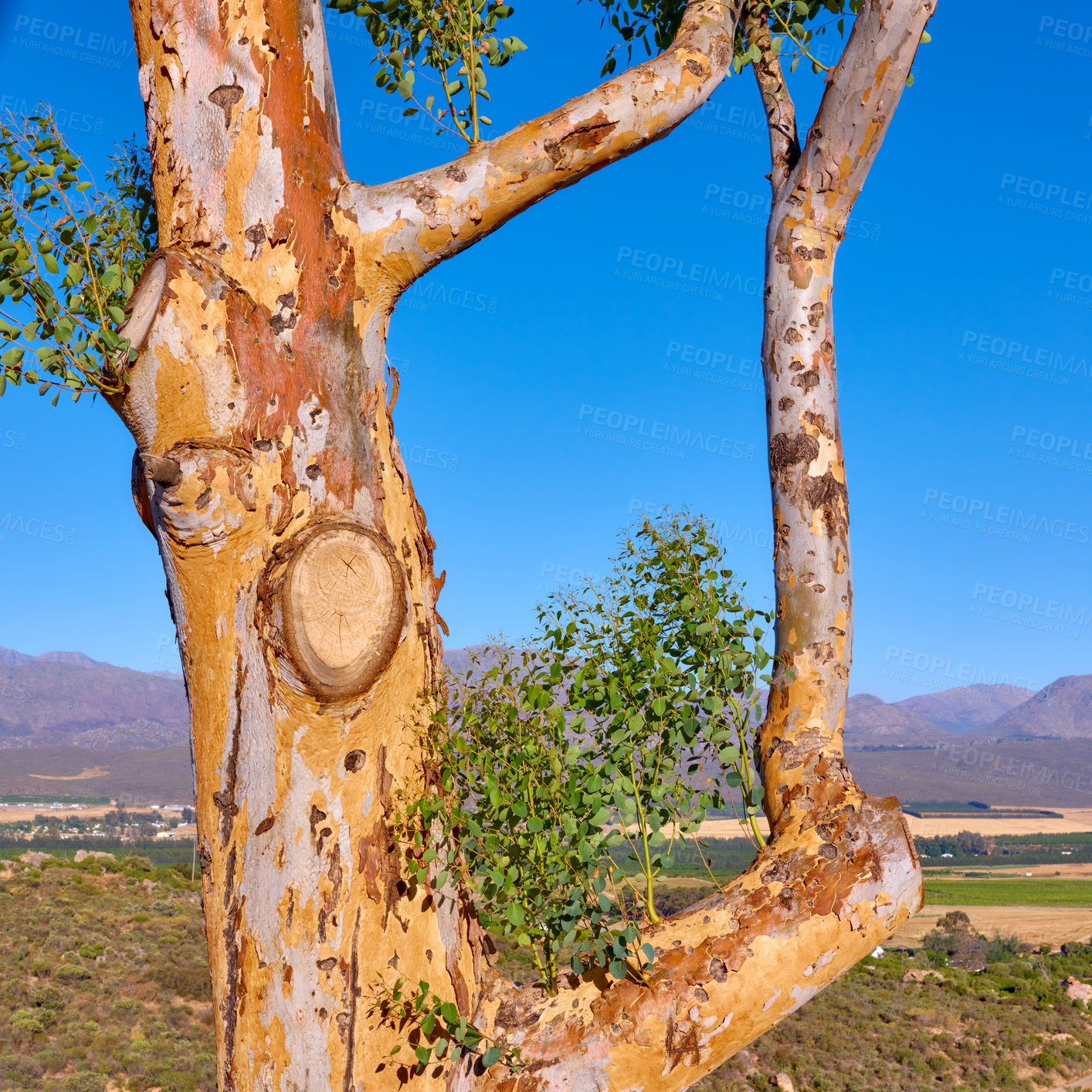 Buy stock photo Outdoor, nature and trees in field, holiday location and peace in sustainable environment. Earth, leaves and texture in pasture on vacation, countryside and group of plants on trip to ecosystem