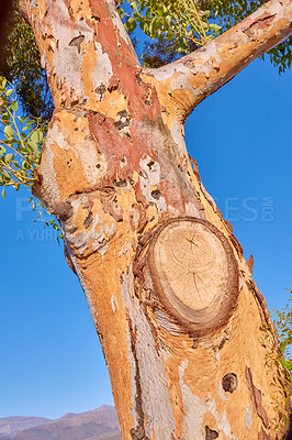 Buy stock photo Outdoor, nature and tree trunk in closeup, location and peace in sustainable environment. Earth, ecology and  oxygen plant in jungle, countryside and carbon capture in ecosystem for natural growth