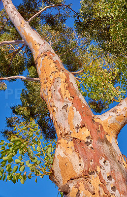 Buy stock photo Outdoor, closeup and tree trunk in nature, holiday location and peace in sustainable environment. Earth, blue sky and oxygen production on vacation, low angle and group of plants in wild ecosystem