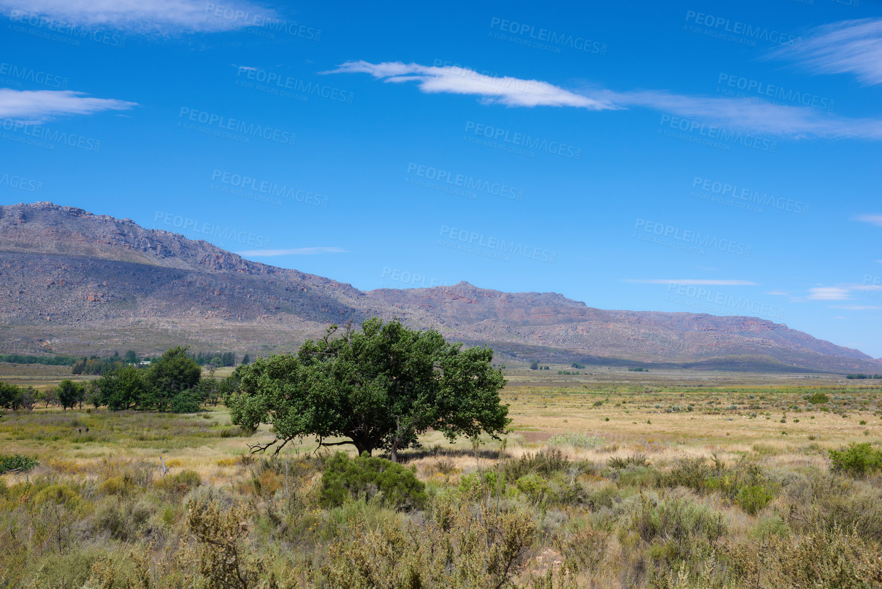 Buy stock photo The Cederberg Wilderness Area, managed by Cape Nature Conservation, is a wonderfully rugged mountain range about 200km north of Cape Town. Largely unspoiled, this designated wilderness area is characterised by high altitude fynbos and, not surprisingly, considering the name, sizeable cedar trees.