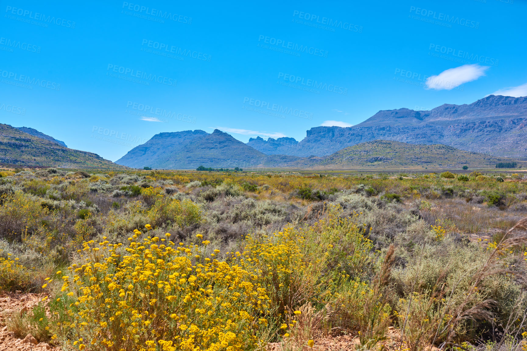 Buy stock photo The Cederberg Wilderness Area, managed by Cape Nature Conservation, is a wonderfully rugged mountain range about 200km north of Cape Town. Largely unspoiled, this designated wilderness area is characterised by high altitude fynbos and, not surprisingly, considering the name, sizeable cedar trees.