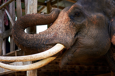 Buy stock photo Closeup of an Asian elephant in captivity