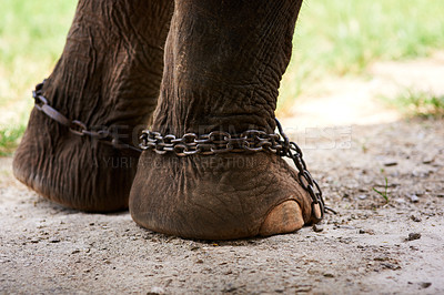 Buy stock photo Closeup of an Asian elephant in captivity