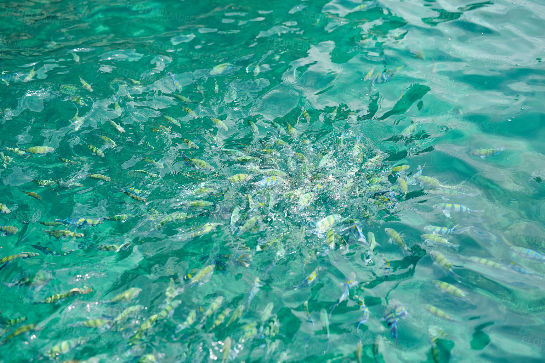 Buy stock photo Shot of fish swimming at the surface of water