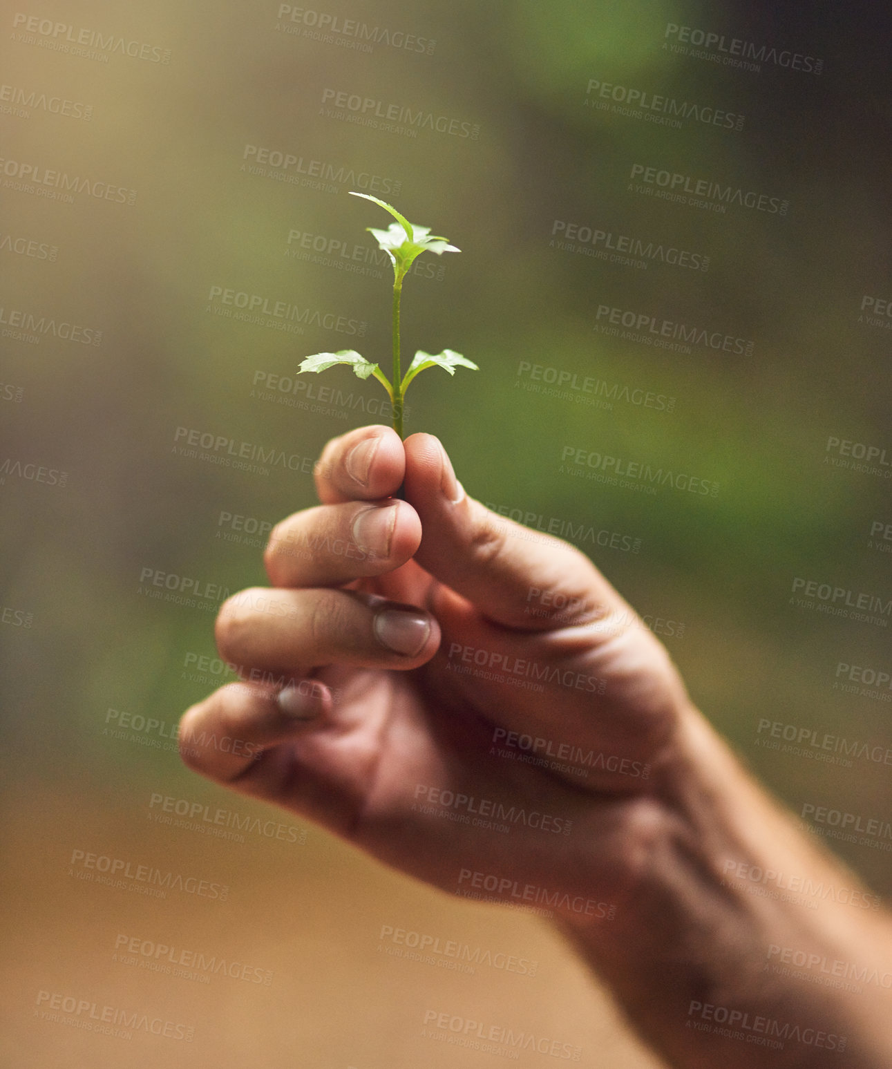 Buy stock photo Person, hand and plant with stem in nature for growth, agriculture or sustainability in forest or wilderness. Closeup of small flower, sprout or sapling in natural environment for life conservation