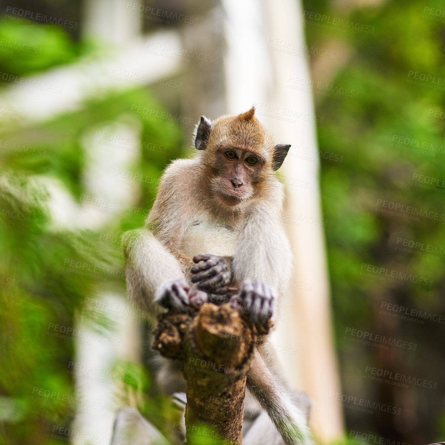 Buy stock photo Shot of a little monkey sitting in a tree
