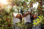 Apple picking is their favourite family tradition