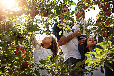 Buy stock photo Shot of a young man spending picking apples with his daughters in an orchard