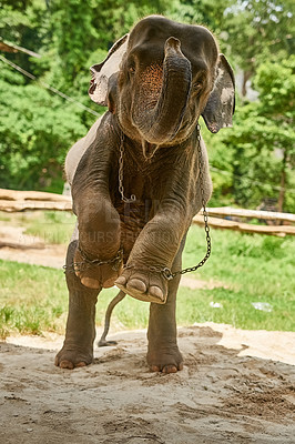 Buy stock photo Shot of an Asian elephant in captivity