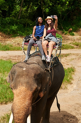 Buy stock photo Cropped shot of young tourists taking a selfie while on an elephant ride through a tropical rainforest