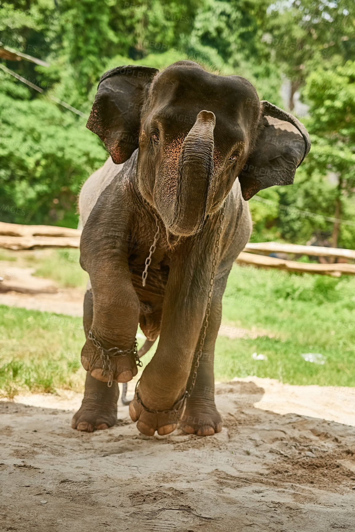Buy stock photo Shot of an Asian elephant in captivity