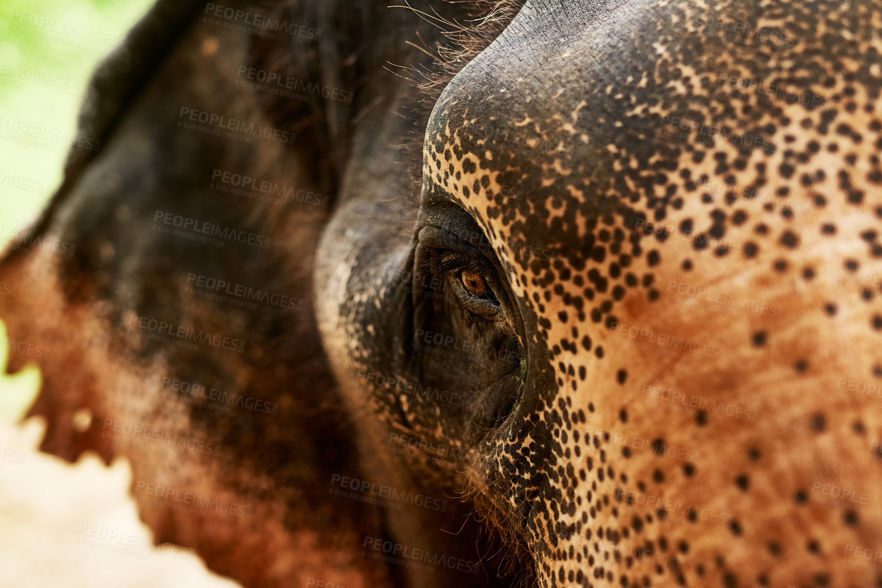 Buy stock photo Closeup shot of an Asian elephant in its natural habitat