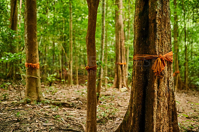 Buy stock photo Shot a forest of trees with orange fabric tied around their trunks