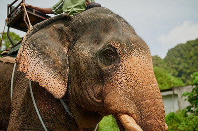 Buy stock photo Jungle, outdoor and elephant in nature for tourism, conservation or commercial use. Thailand, forest and Asian animal for wildlife exploitation, confinement and tropical rainforest ride with seat