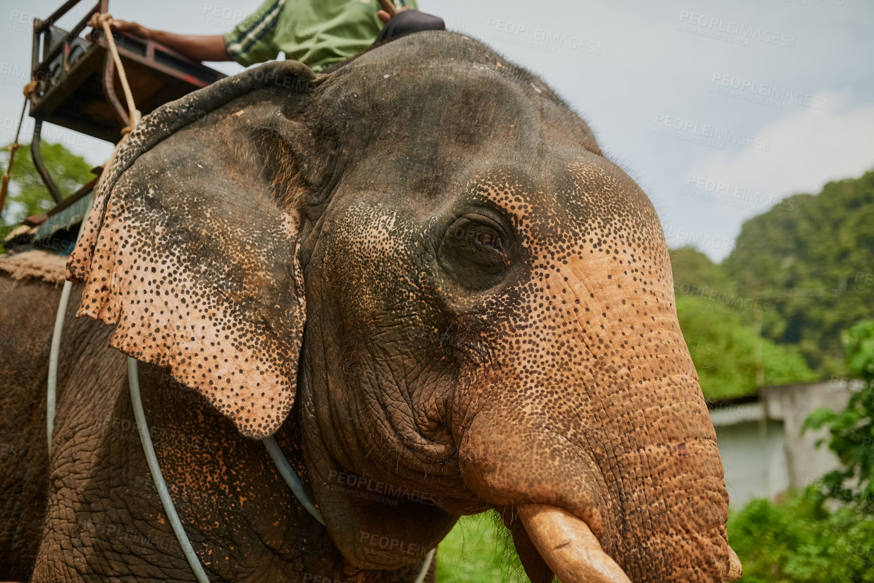 Buy stock photo Low angle shot of an asian elephant with a seat tied to its back
