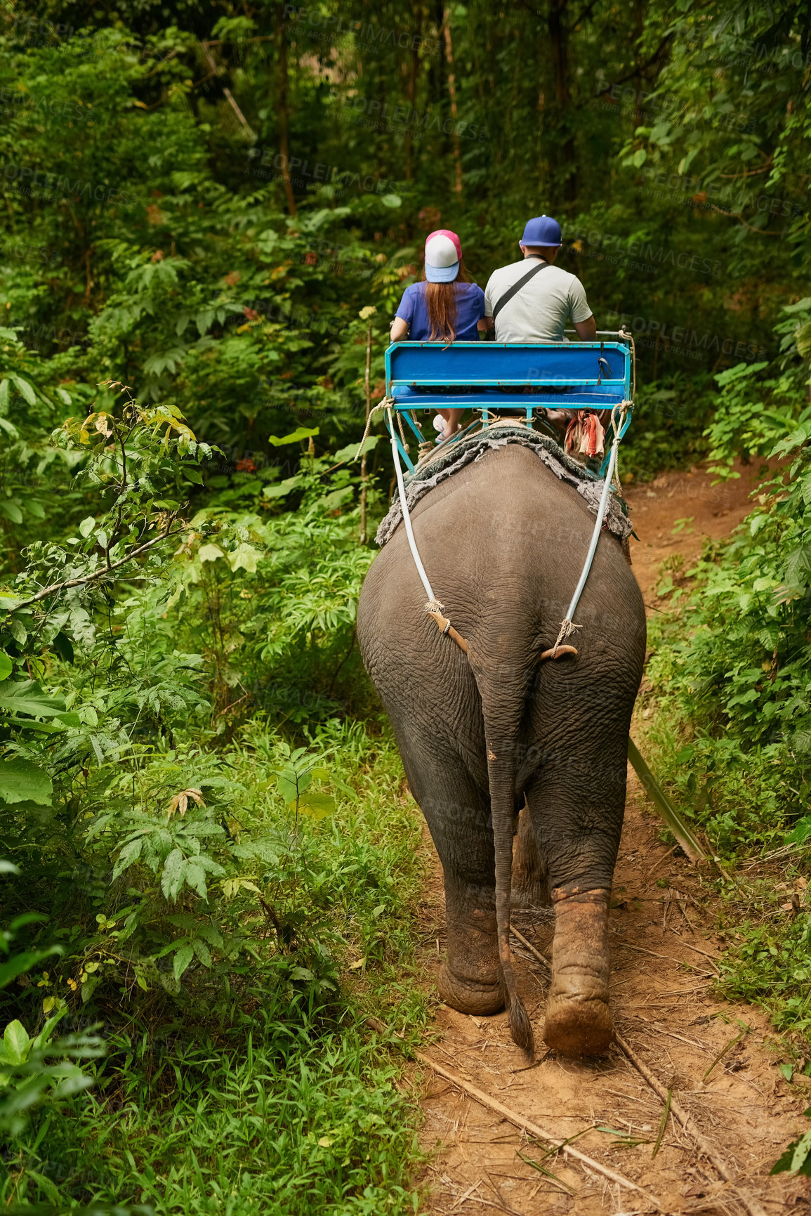 Buy stock photo Rearview shot of an elephant with a group of tourists riding on its back