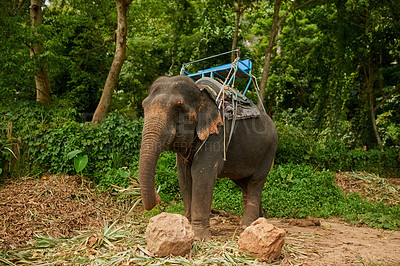 Buy stock photo Shot of an asian elephant with a seat tied to its back
