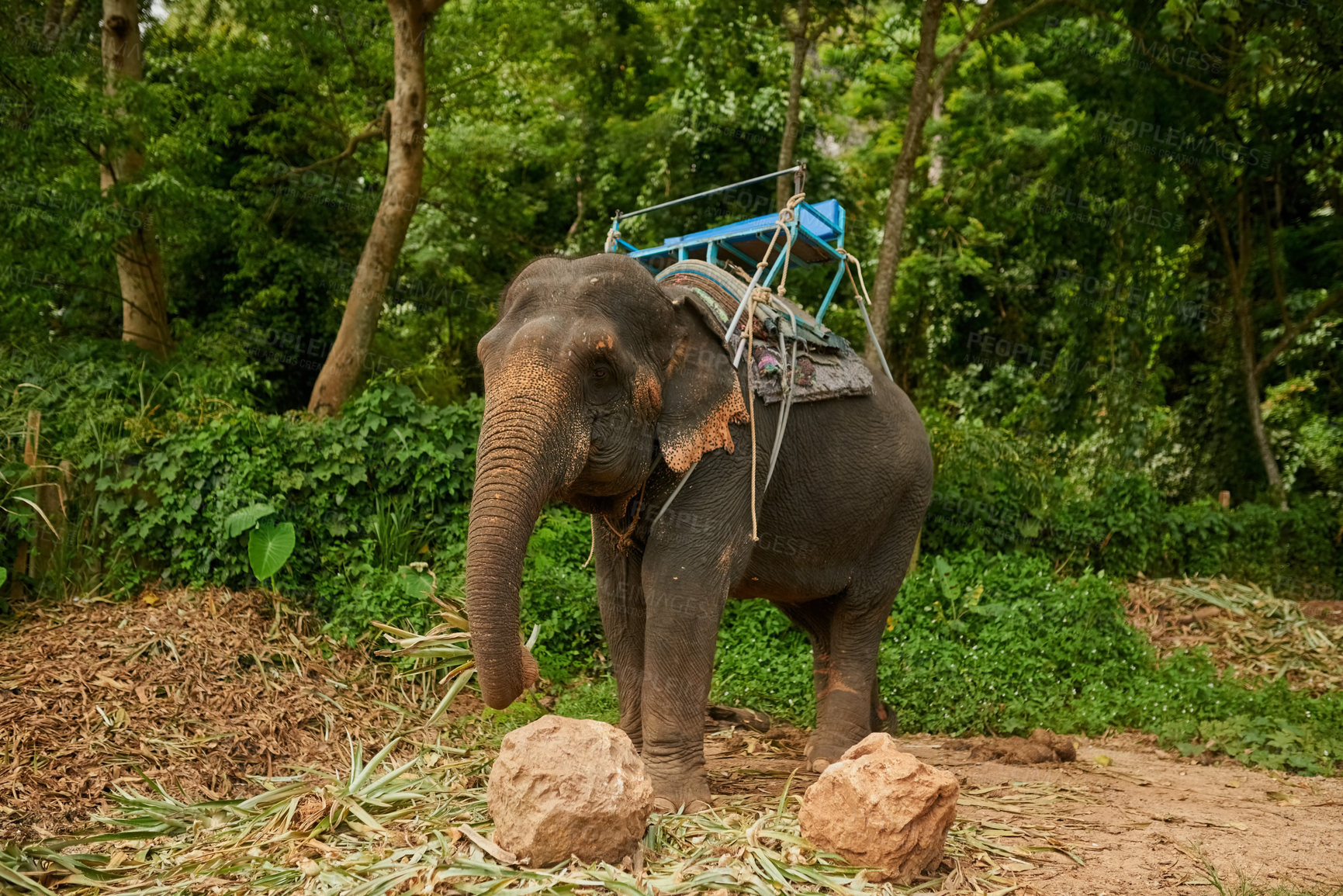 Buy stock photo Shot of an asian elephant with a seat tied to its back