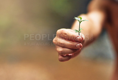 Buy stock photo Nature growth, hands or plant for earth day, sustainability or gardening for agriculture care or farming. Green, eco friendly or closeup of person hand holding small natural plants for development