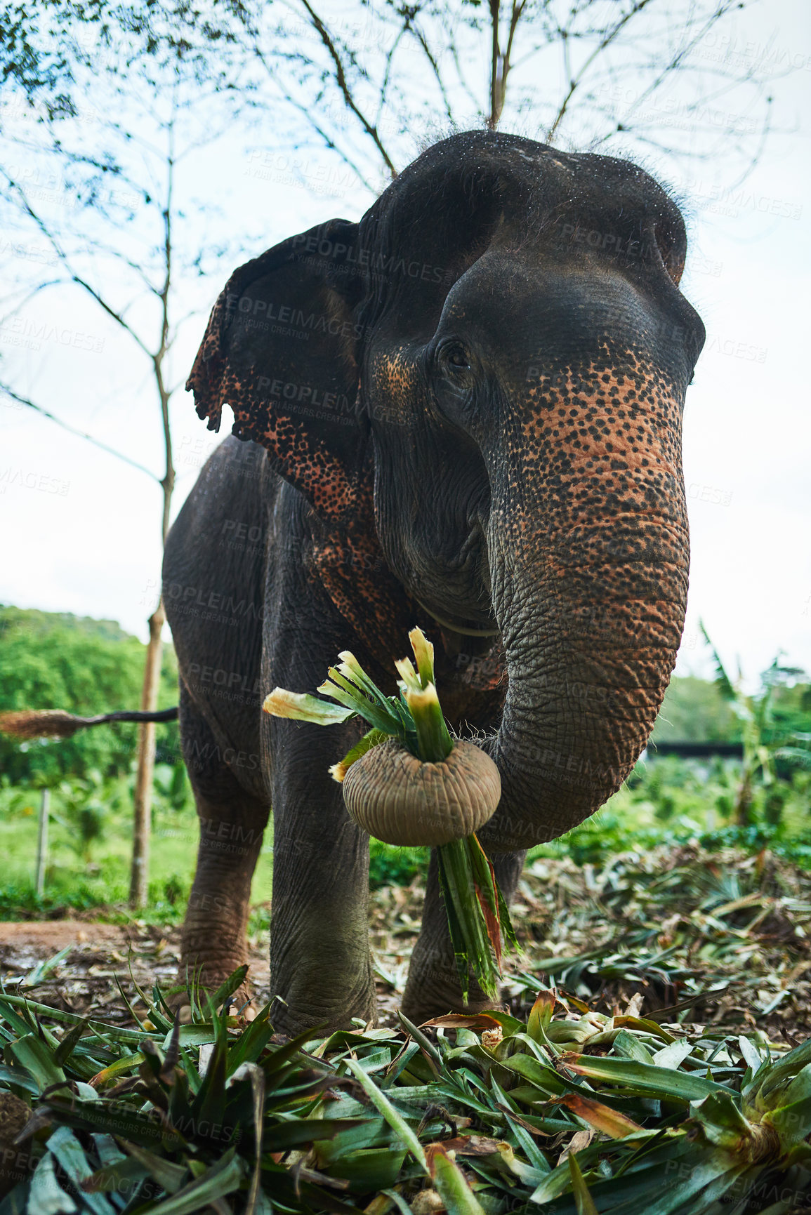 Buy stock photo Elephant, nature and outside mammal eating, Sri Lankan animal and plants or foliage in trunk on reserve. Skin pigmentation, habitat and endangered species, tuskless or female creature for ecotourism