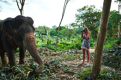 Buy stock photo Shot of a young photographer taking a picture of an Asian elephant