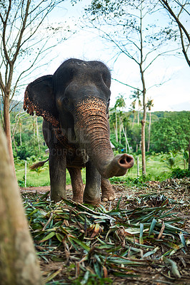 Buy stock photo Shot of an Asian elephant feeding on foliage in its natural habitat