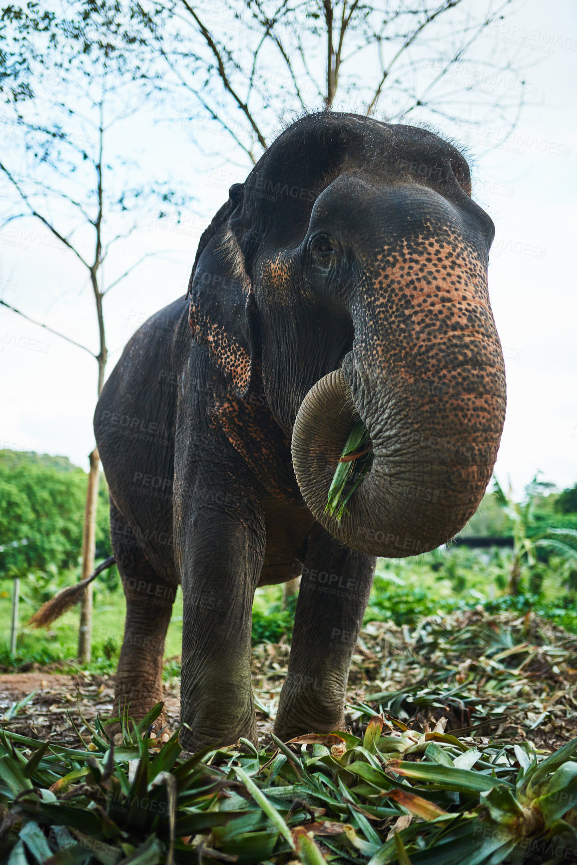 Buy stock photo Elephant, nature and outside mammal eating, Sri Lanka animal and plants or foliage in trunk on reserve. Skin pigmentation, habitat and endangered species, tuskless or female creature for eco tourism