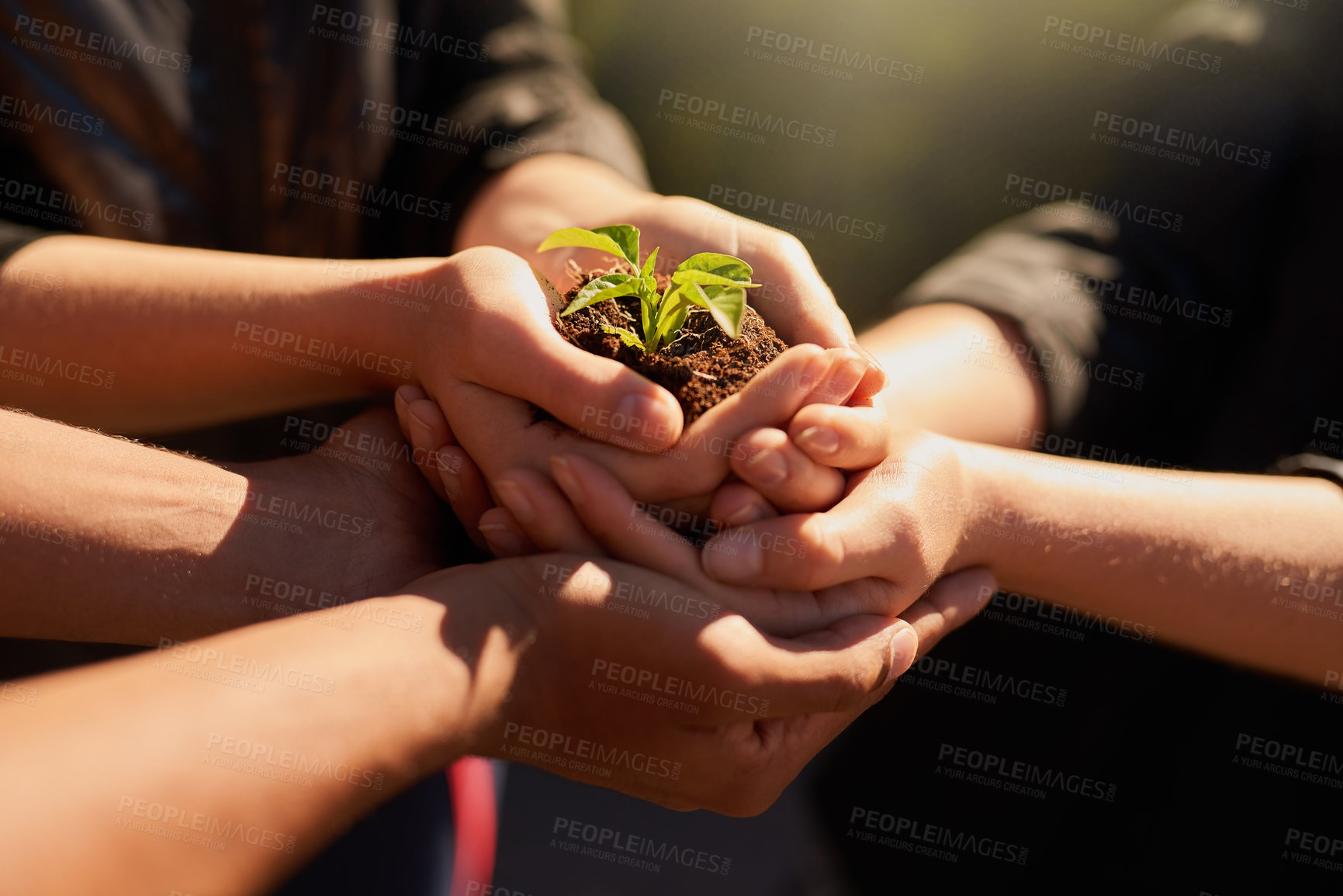 Buy stock photo Farming, soil and hands of people with plant for growth, sustainability and eco friendly gardening. Agriculture, earth day and farmer with sprout in palm for agro environment, ecosystem and ecology