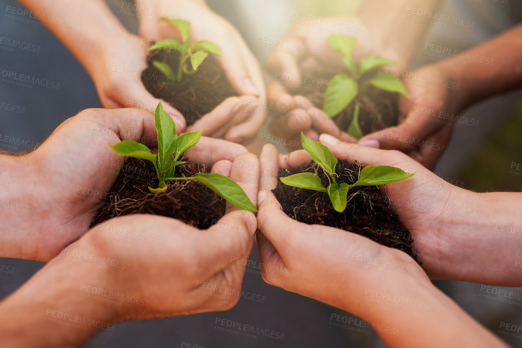 Buy stock photo Plant, teamwork and hands of people with soil for growth, sustainability and eco friendly gardening. Agriculture, farming and group with sprout in palm for agro environment, ecosystem and ecology