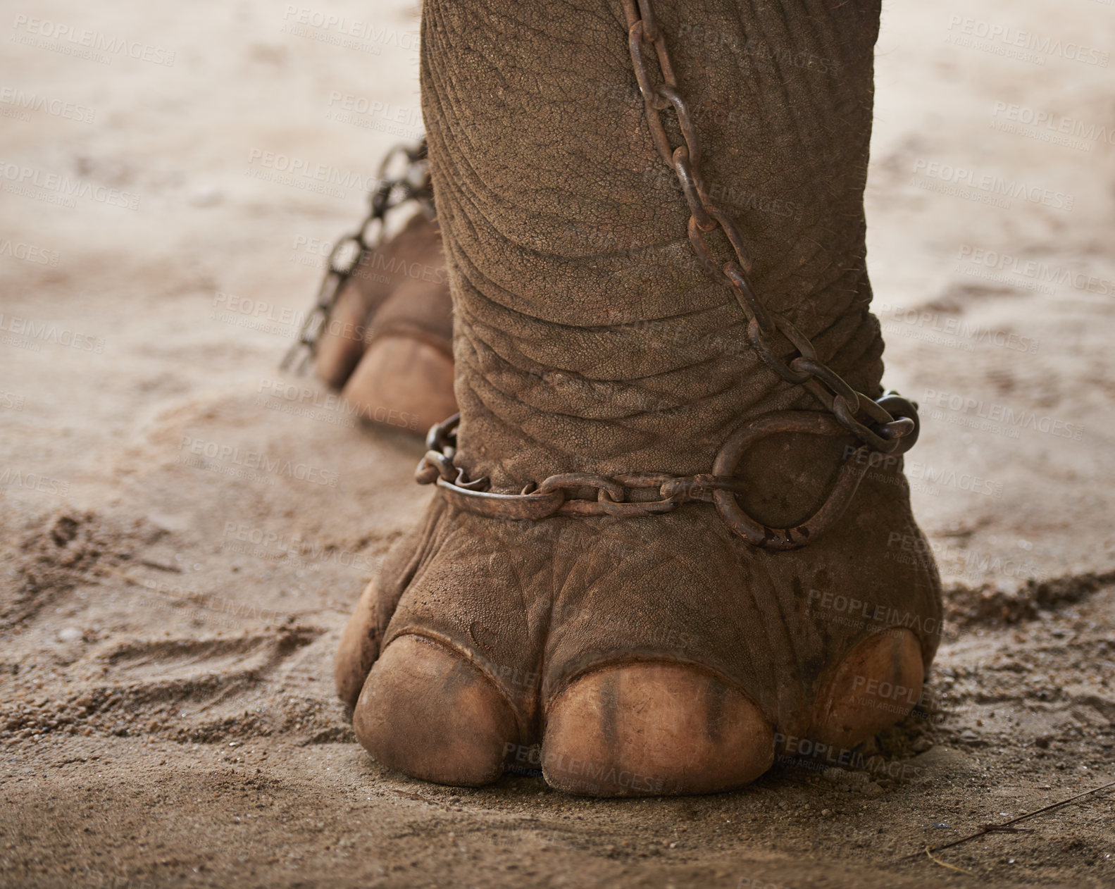 Buy stock photo Closeup of a chain around the foot of an elephant in captivity