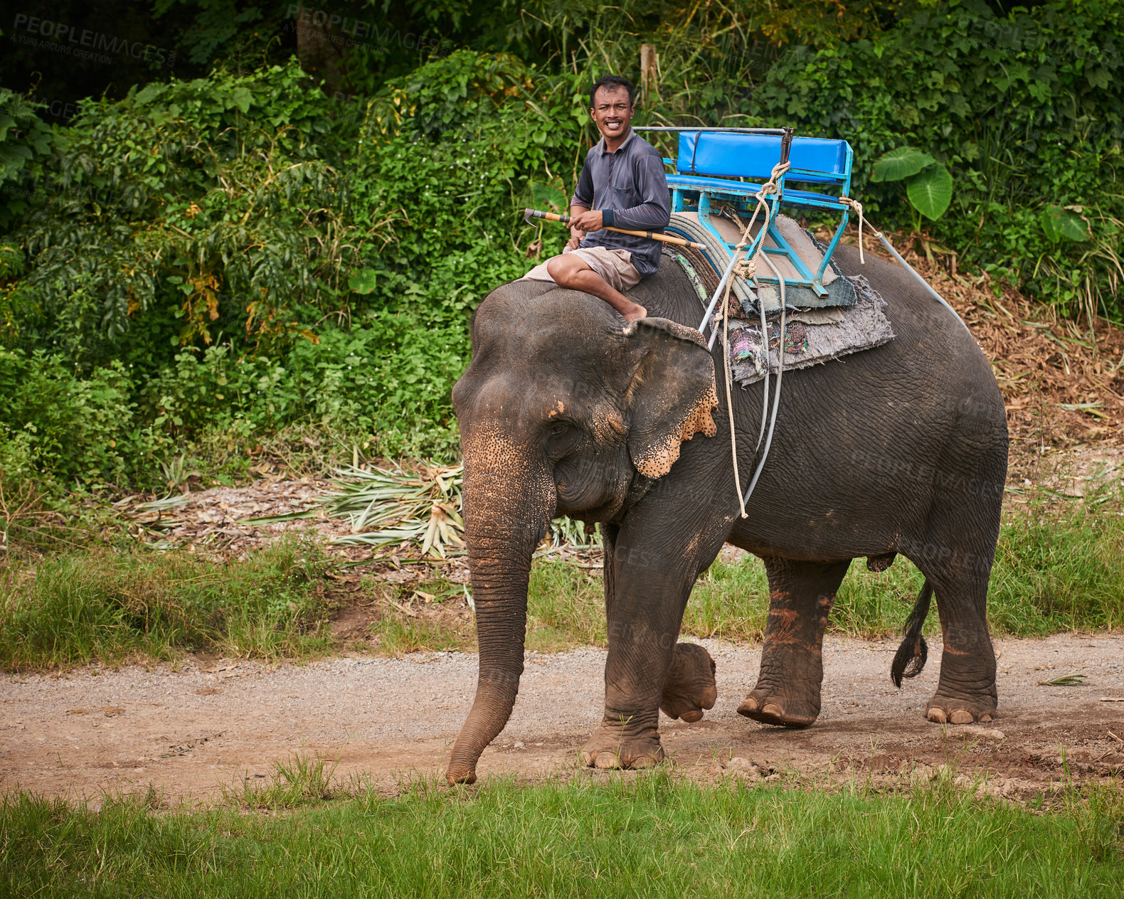 Buy stock photo Man, portrait and elephant ride in nature for wildlife, animal rescue and training outdoors. Sanctuary, mammal and person in jungle for transportation, adventure and conservation in Sri Lanka