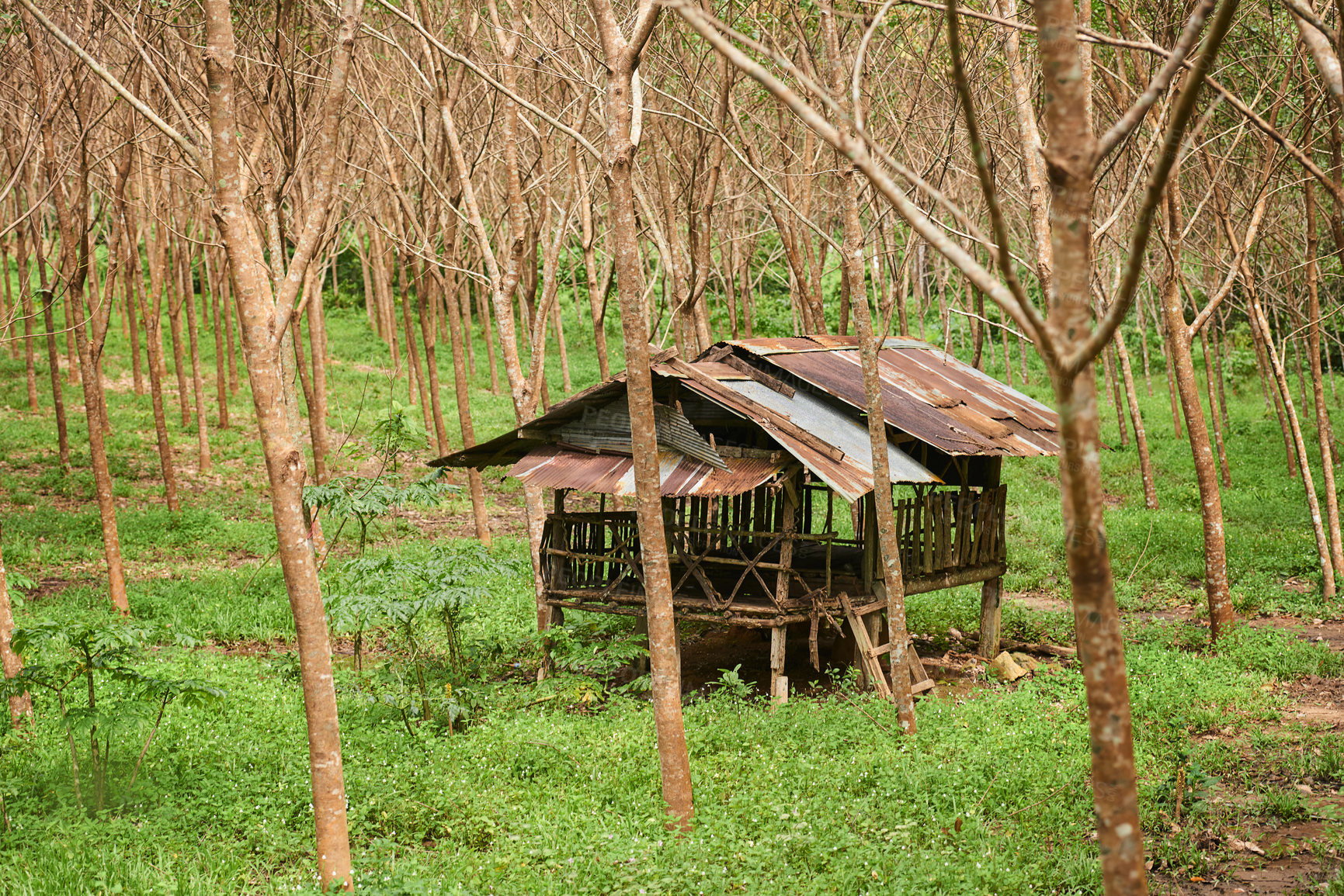 Buy stock photo Shot of a vacant hut in a forest