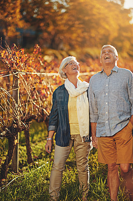 Buy stock photo Shot of a happy senior couple holding hands while walking in a vineyard