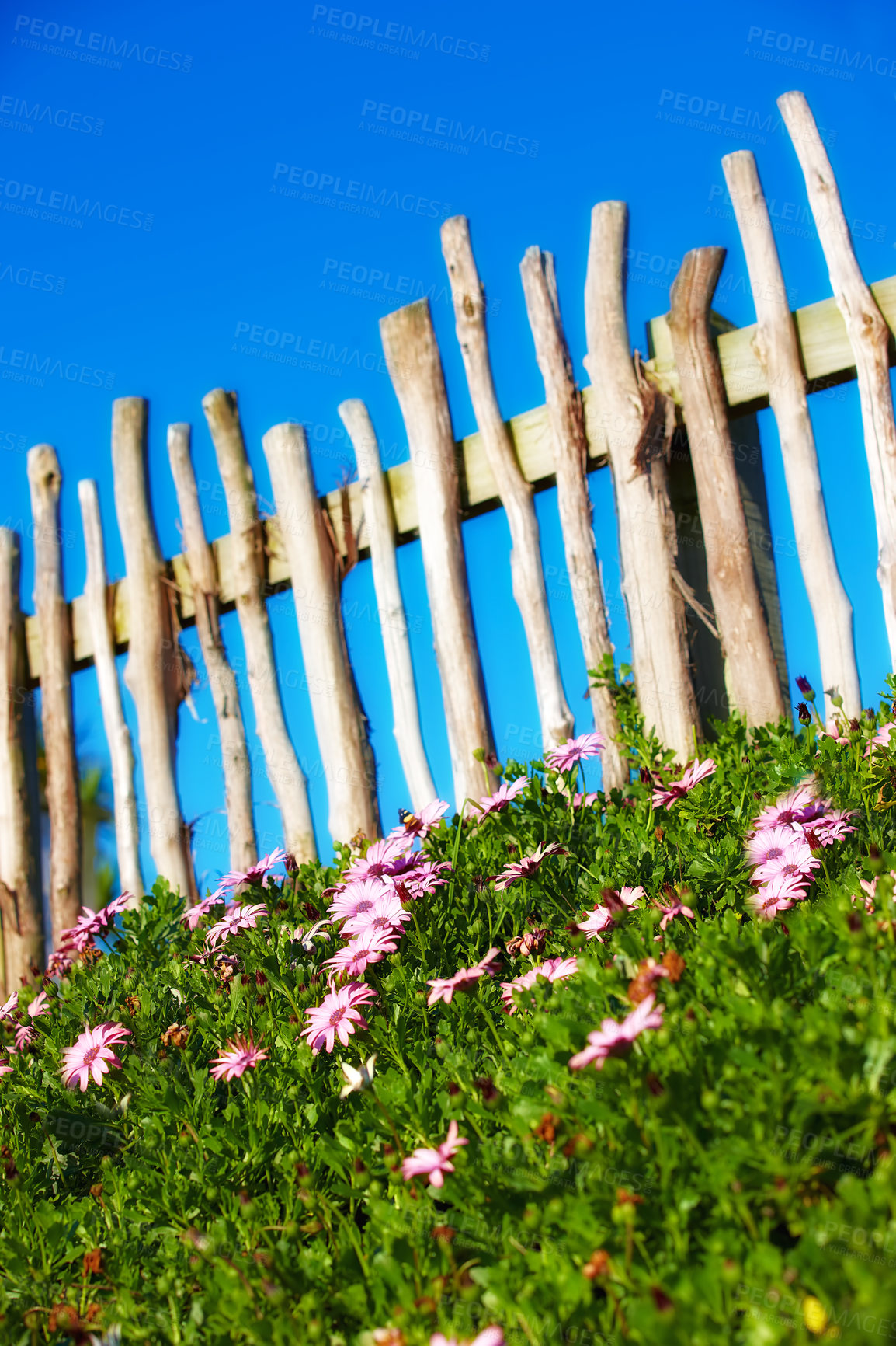 Buy stock photo Grassy lawn filled with aster flowers growing against wooden fence in summer. Pink flowering plants blooming in its natural environment in spring. Pretty purple flora blossoming in backyard garden