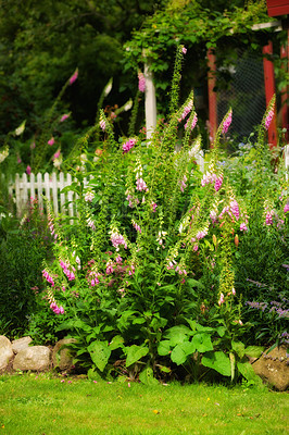 Buy stock photo A closeup of a pink foxglove in the garden on a blurred background. Selective focus of white and pink flowers in the backyard. Pink flowers of a Digitalis purpurea plant growing on the lawn.