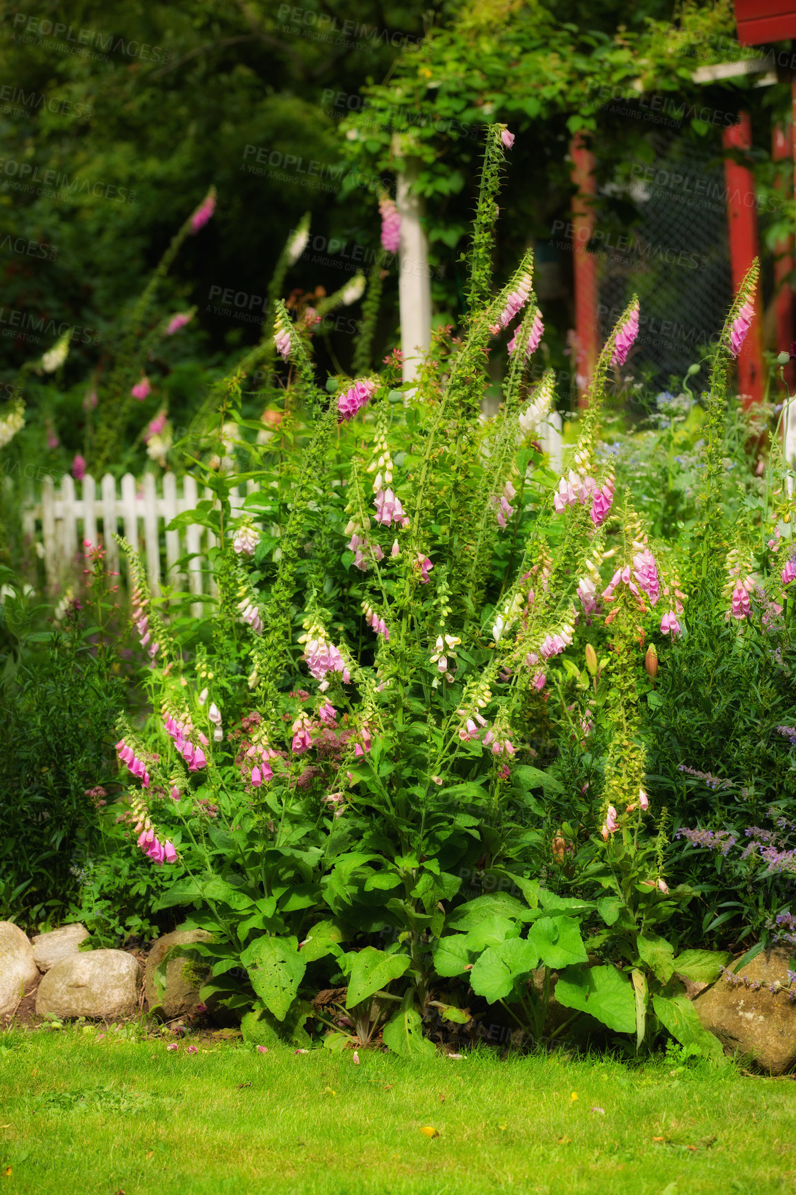 Buy stock photo A closeup of a pink foxglove in the garden on a blurred background. Selective focus of white and pink flowers in the backyard. Pink flowers of a Digitalis purpurea plant growing on the lawn.