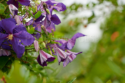 Buy stock photo Wet purple flowers in a garden on a blur background. Unopened buds on cranesbill flower stems about to burst into full bloom. A bunch of magenta plants flourishing in a lush green park during spring