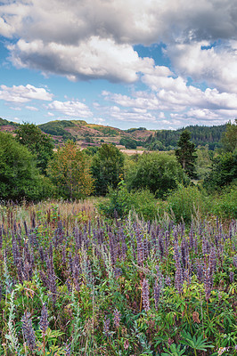 Buy stock photo Dry pods of lupine seeds on the stem of a plant. Violet lupine in blossom. Lupines Augustinians or blue lupine is an annual herbaceous plant, one of the few cultivated species.
