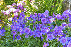 Meadwo Geranium - Johnson Blue