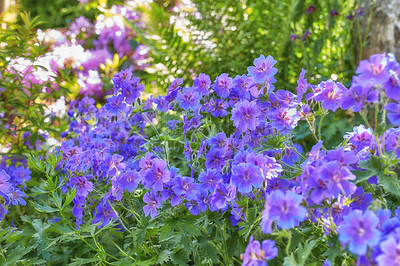 Buy stock photo Top view of beautiful cranesbill growing in botanical garden in summer. Meadow geranium blooming on a green grassy field in spring from above. Pretty flowering plants budding in a natural environment