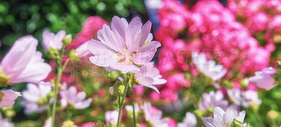 Buy stock photo Pink, purple or flowers in garden environment, botanical nature or park for natural blooming plants. Rosen malve, blossom or countryside botany in ecosystem or outdoor meadow for floral growth