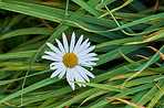 Daisy - Marguerite