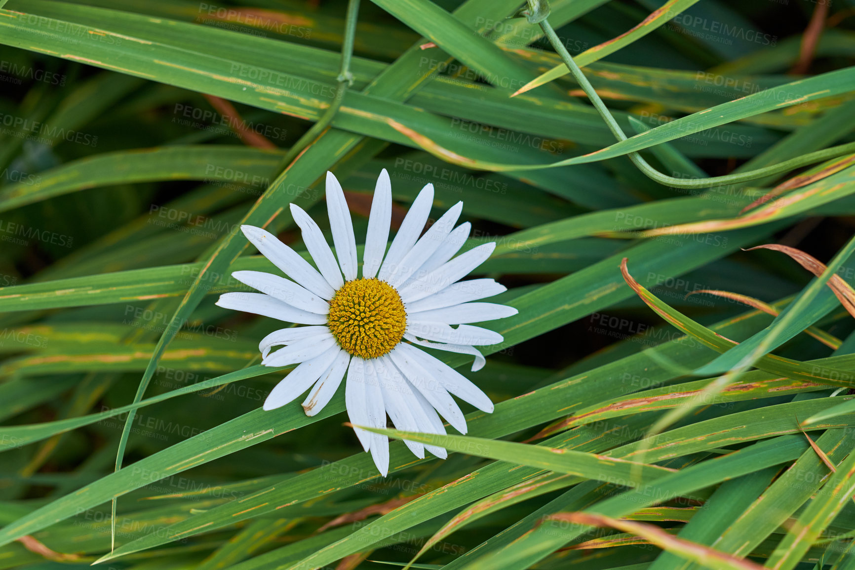 Buy stock photo Top view of a daisy flower growing between greenery in backyard garden. Marguerite perennial flowering plant among foliage in spring. Bellis perennis blooming on countryside. Flora sprouting in park