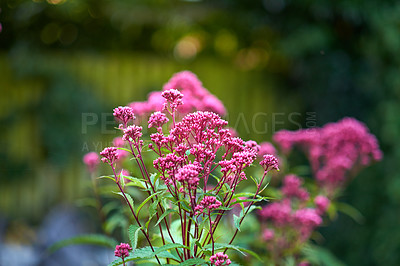 Buy stock photo Closeup on Purple Joe-Pye weed or Kidney-root, Eupatorium purpureum Aromatic Purple Joe-Pye weed glooming in the garden in a mid-day. A bunch of Joe Pye 