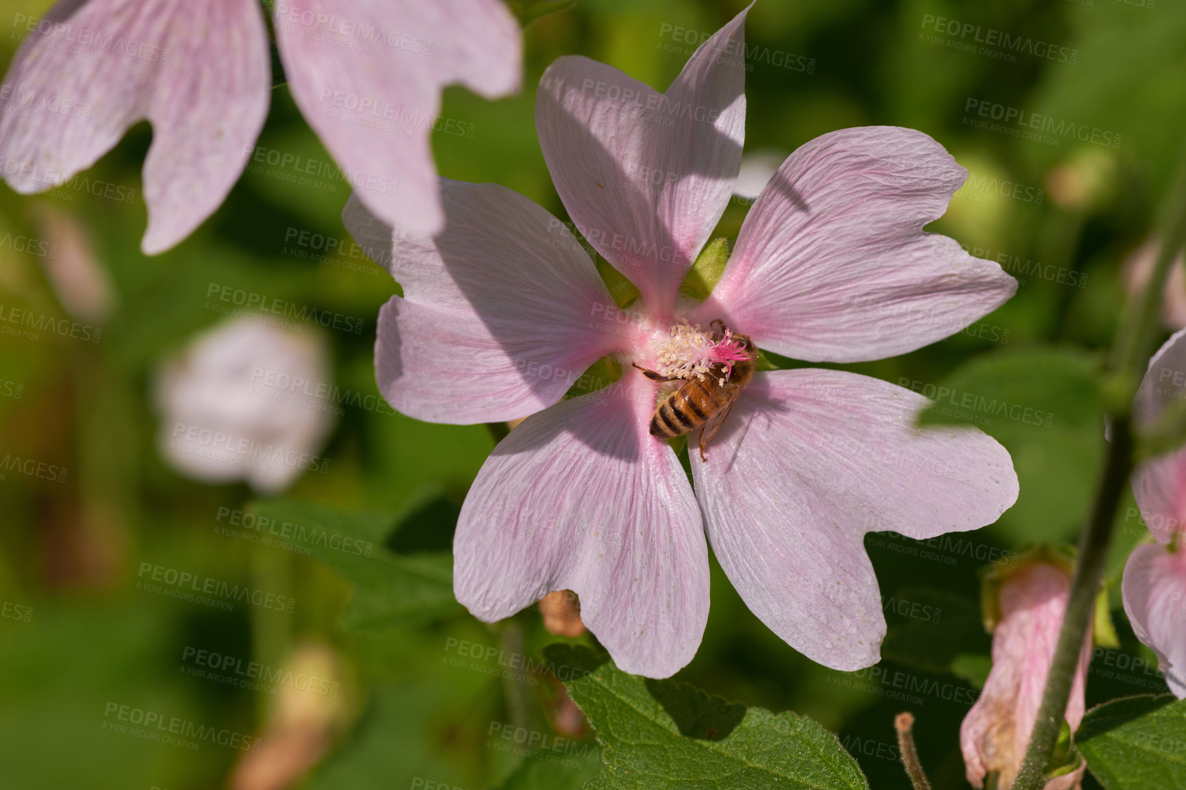 Buy stock photo Blossom, purple or bee on flowers in garden environment, botanical nature or park for natural blooming plants. Pollenate, insect or botany in ecosystem, spring or outdoor meadow for floral growth