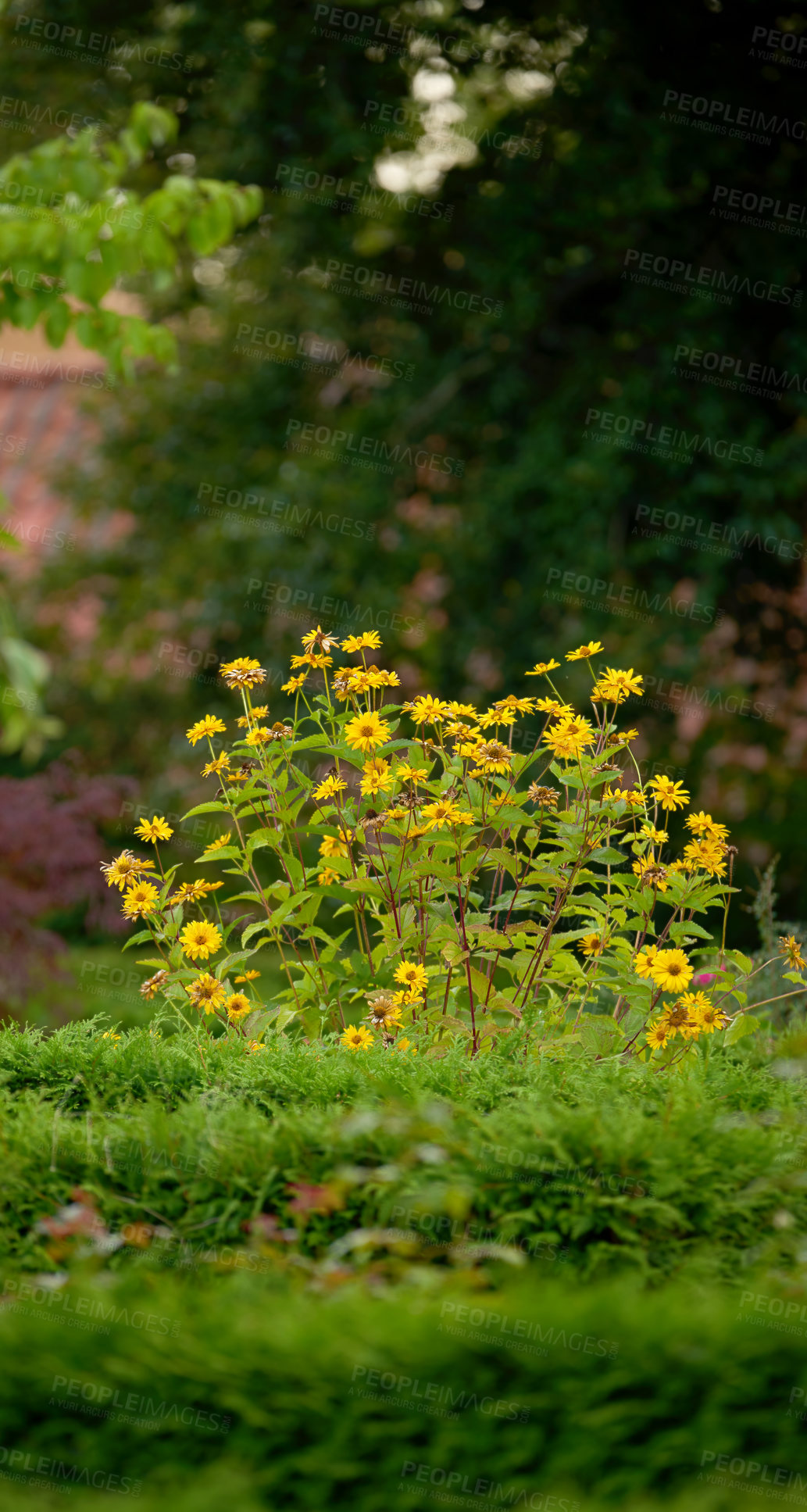 Buy stock photo A bush of yellow gloriosa daisy flowers growing in a lush green garden. Wild overgrown backyard with delicate flowering shrub in spring. Nature scene of rural greenery in a park on a summer day