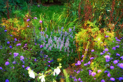 Buy stock photo Overgrown garden with various plants. Lush green backyard with red flowering bushes and bright purple blooms. Different herbs and wild flowers growing in a park. Vibrant nature scene with copy space