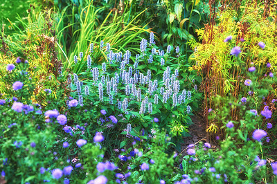 Buy stock photo A beautiful image containing varieties of rare flowers and colorful plants. Fluorescent picture of colorful purple and yellow flowers on the grass with algae. A view of tropical flora. 