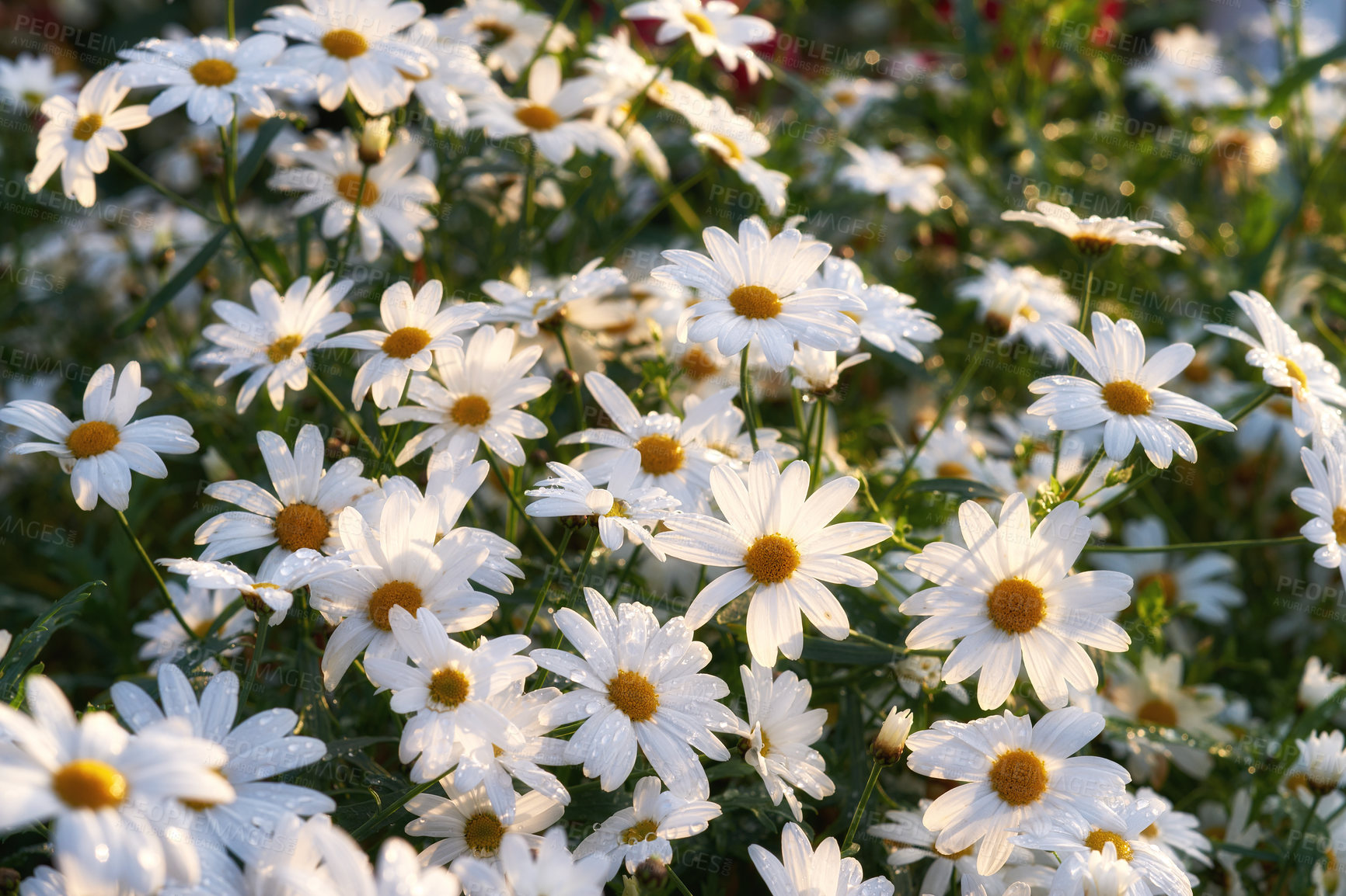 Buy stock photo A flowerbed of daisies growing in green park or nature reserve. Marguerite perennial flowering plants in a leafy shrub blooming in the sunlight. beautiful decorative white blossoms in a flower garden