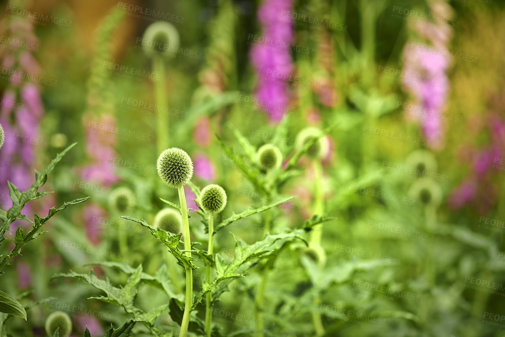 Buy stock photo Green Globe Thistle flowers blossoming in a park in nature. Echinops growing and blooming in a field in summer. Beautiful stalwart perennials budding in a garden. Wild plants growing in a meadow